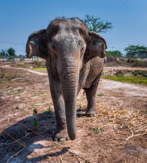 Elephant View Camp Ban Huai Thawai Exterior photo
